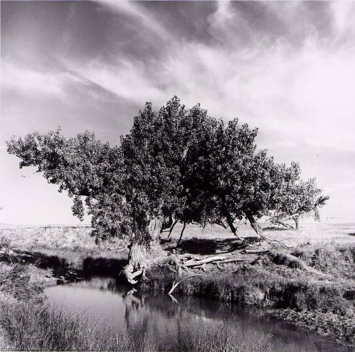 Tree, Condado de Kiowa, do Projeto de Pesquisa Documentária do Kansas